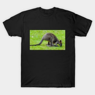 Swamp Wallaby T-Shirt